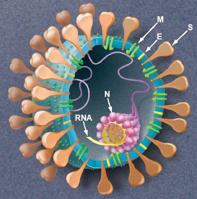 ͹״N,COVID-19 Nucleocapsid protein, COVID-19 N