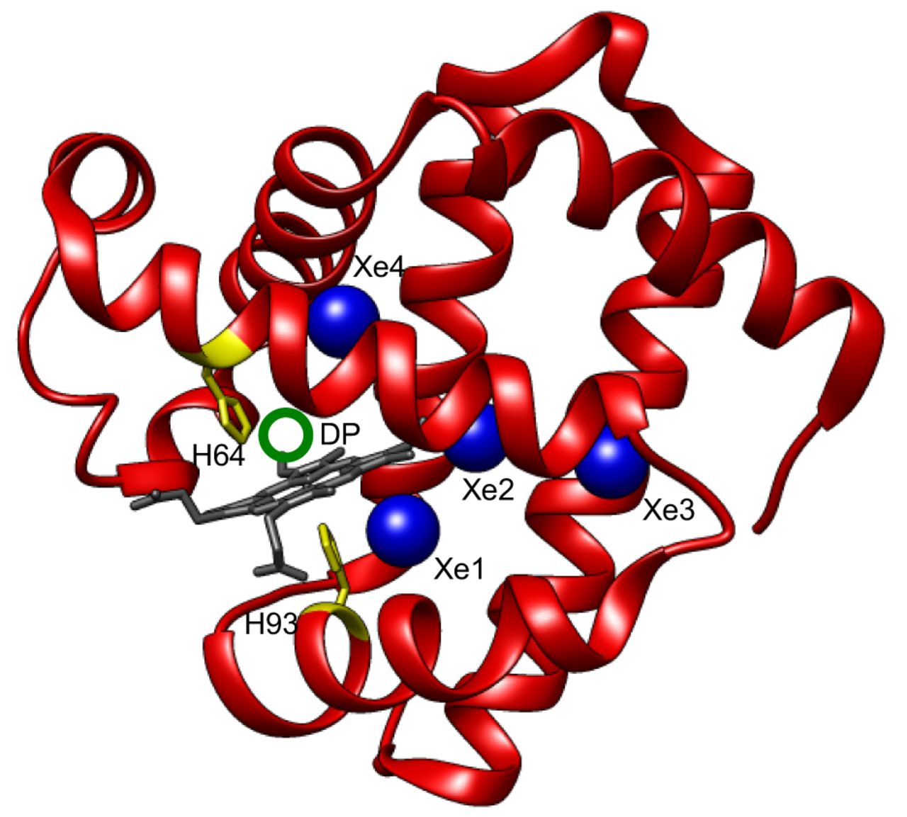 MYOԭ쵰׿ԭMYO antigenmyoglobin antigen