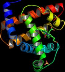 MYO壬MYOMYO࿹쵰׿壬MYO antibodymyoglobin antibody